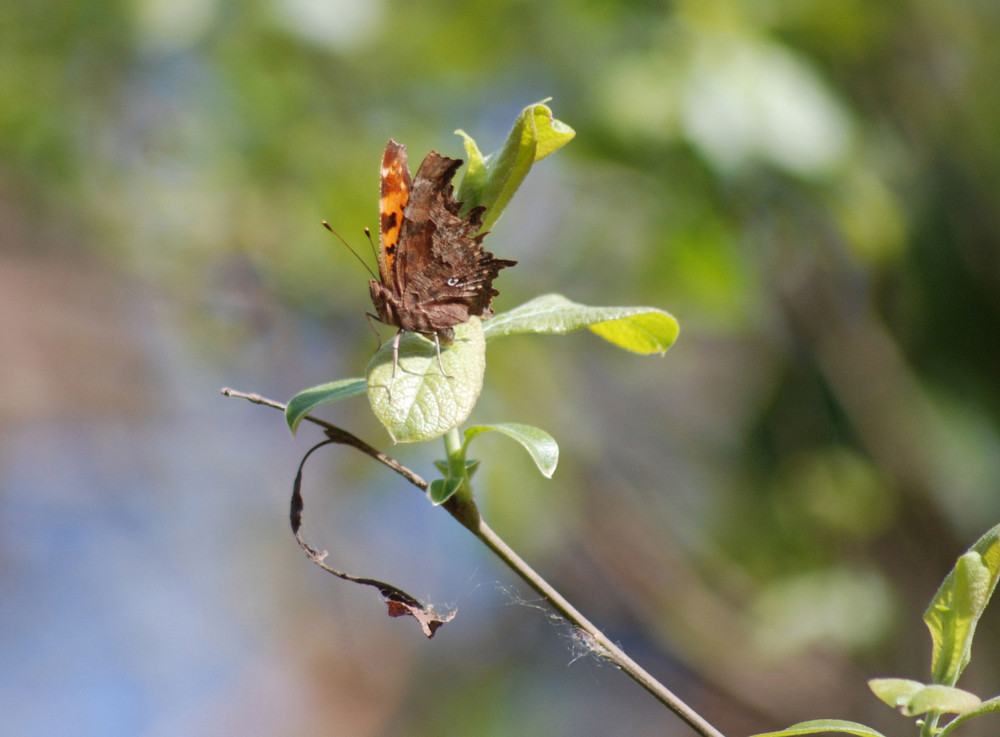 hoja o mariposa ?????'