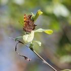 hoja o mariposa ?????'