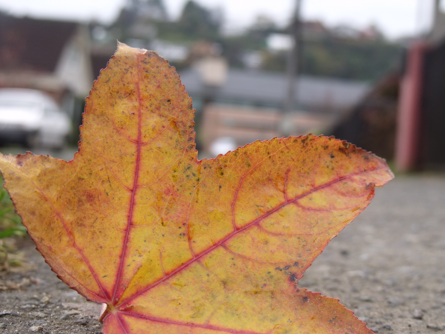 hoja otoñal Imagen & Foto plantas,