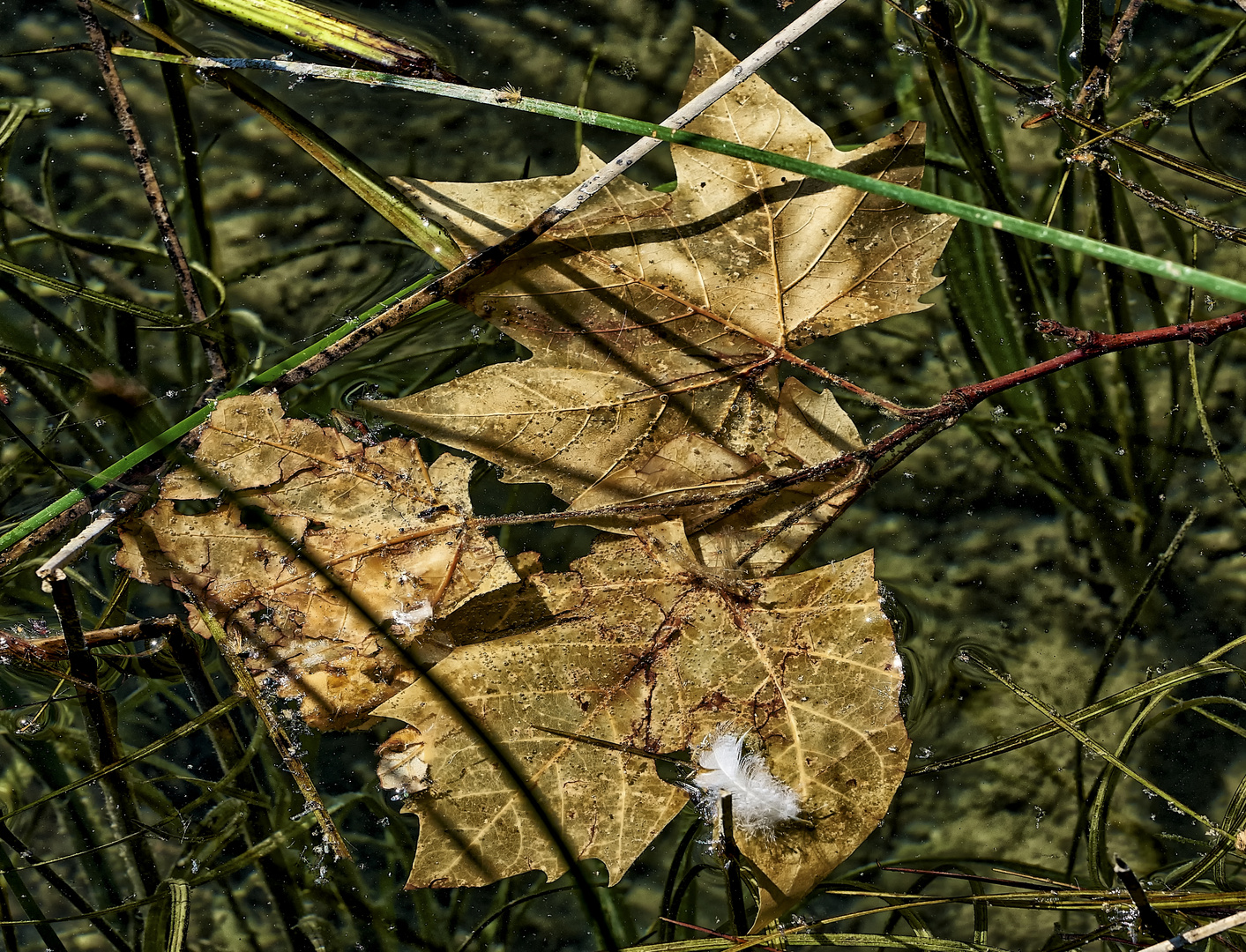 Hoja Plumada