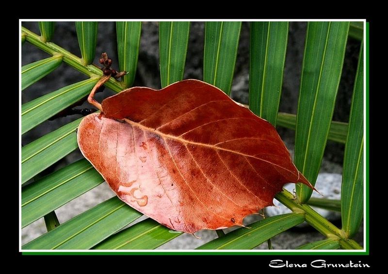 Hoja sobre palma