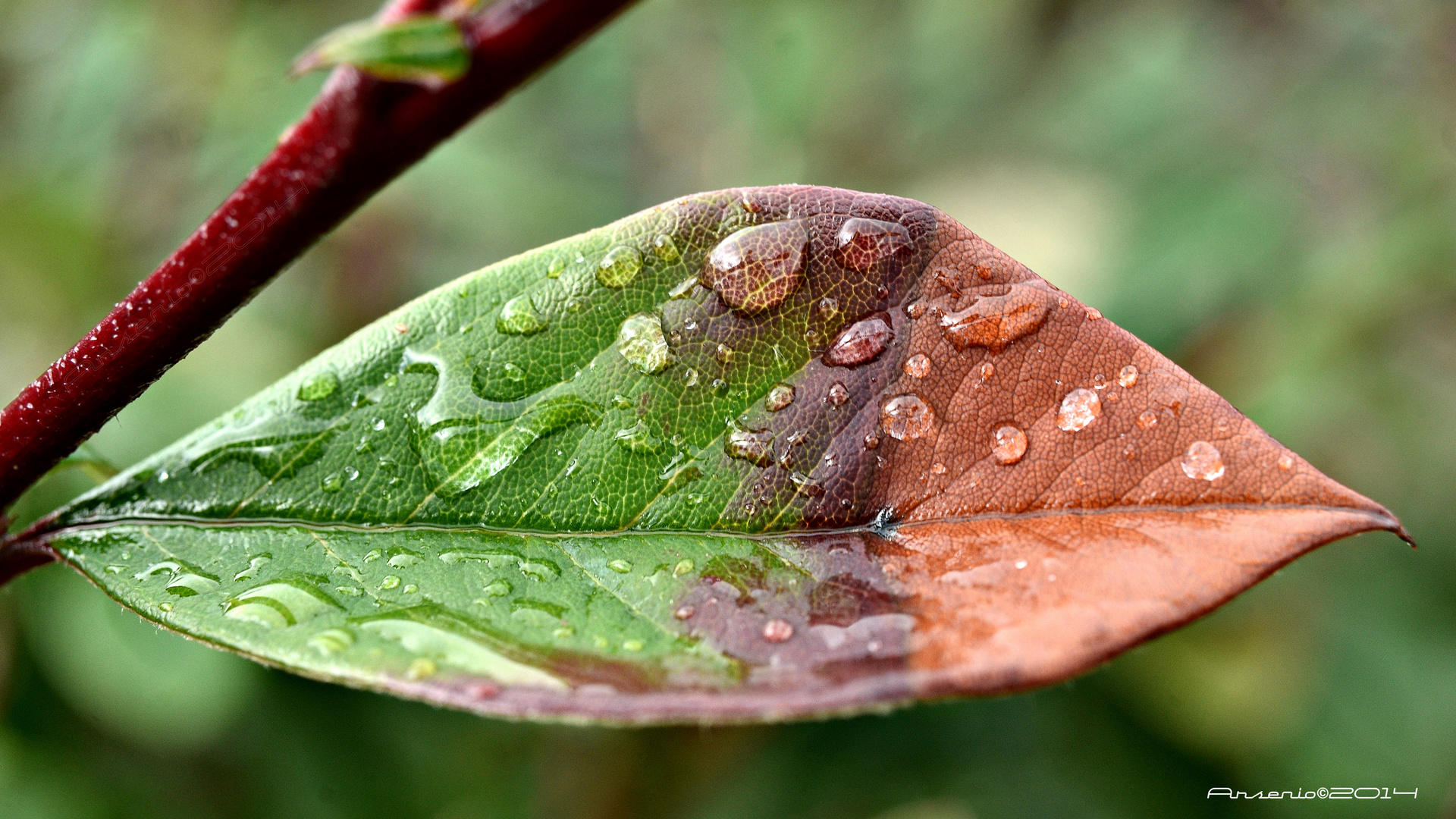 ''HOJA TRICOLOR CON GOTAS DE LLUVIA''