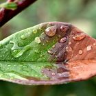 ''HOJA TRICOLOR CON GOTAS DE LLUVIA''