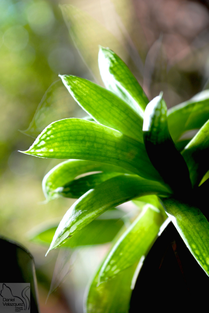 hoja verde