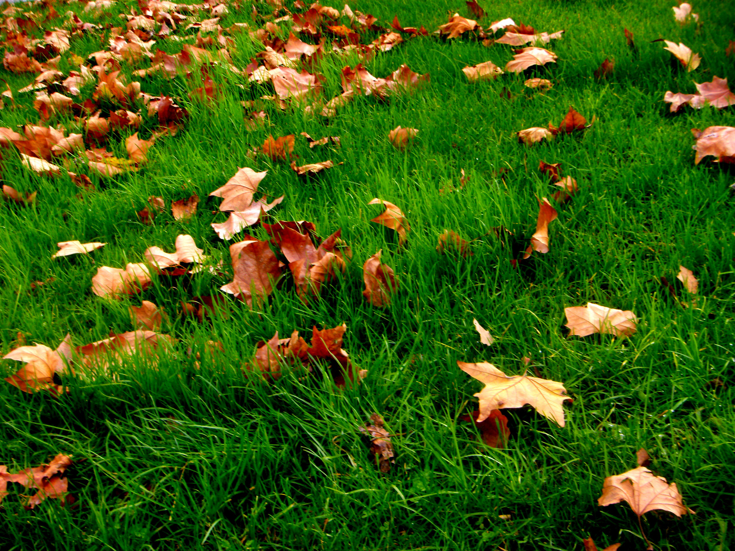 HOJAS AL VIENTO Imagen & Foto plantas, naturaleza Fotos de