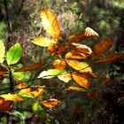 Hojas, colores de Otoño