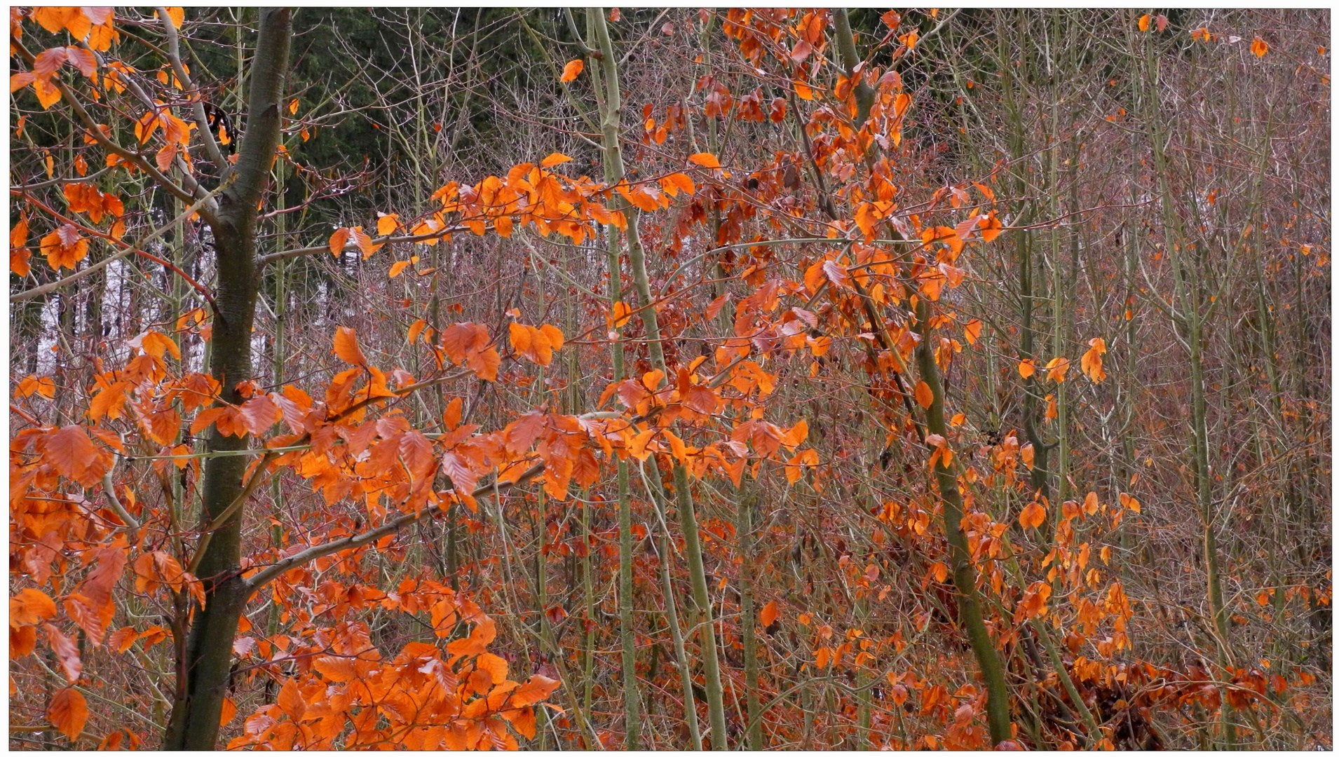 Hojas coloridas, hoy en el bosque (bunte Blätter)