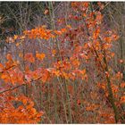 Hojas coloridas, hoy en el bosque (bunte Blätter)