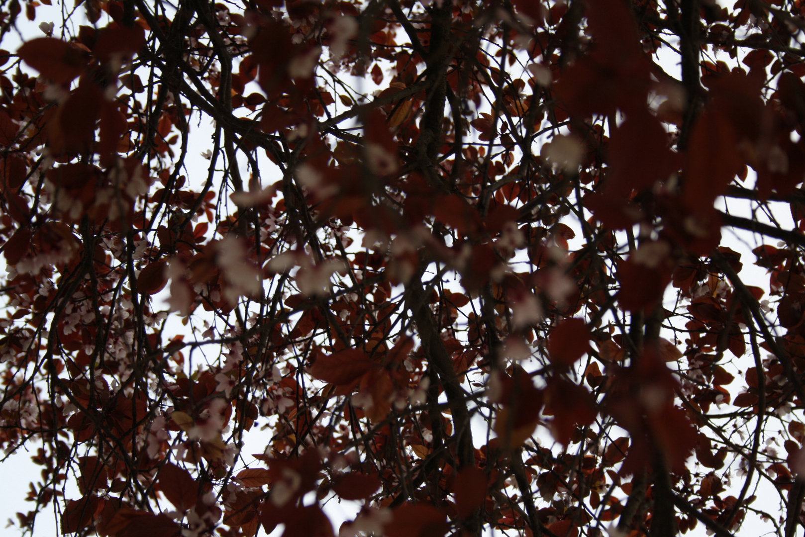 hojas de arbol