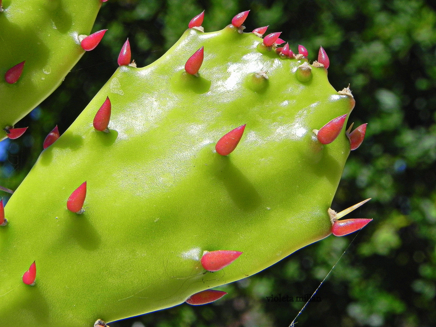 HOJAS DE CACTUS