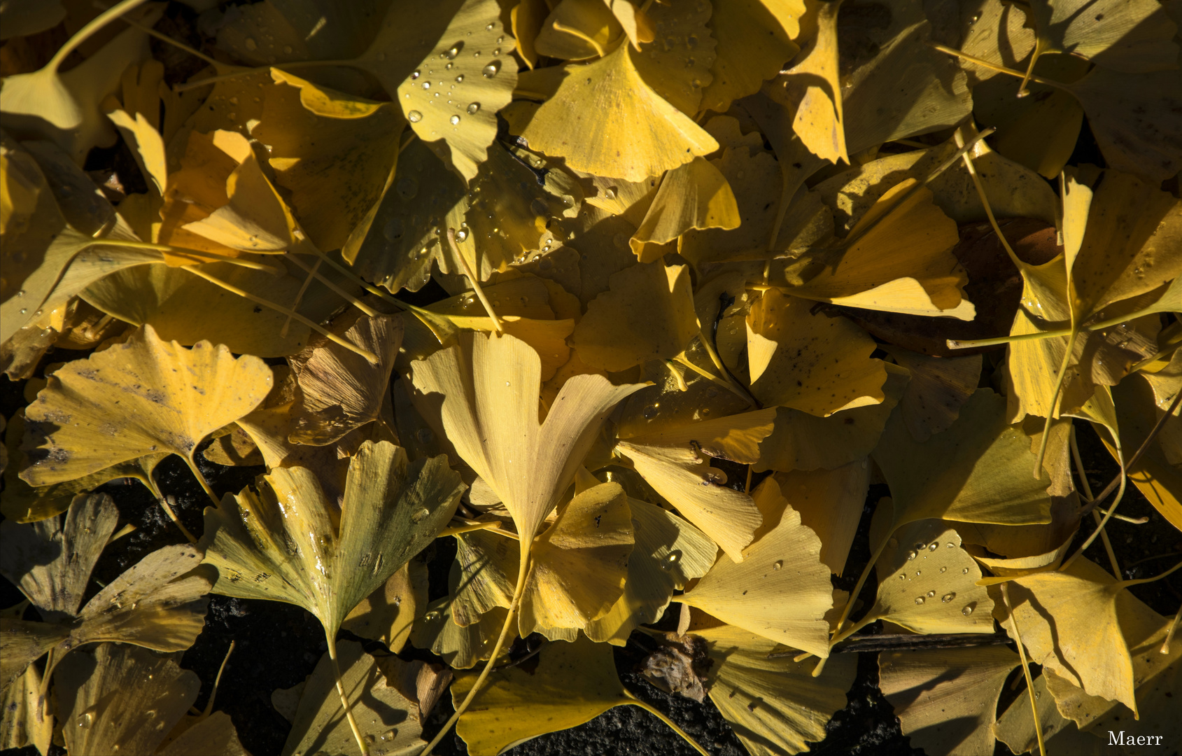 Hojas de Ginkgo Biloba