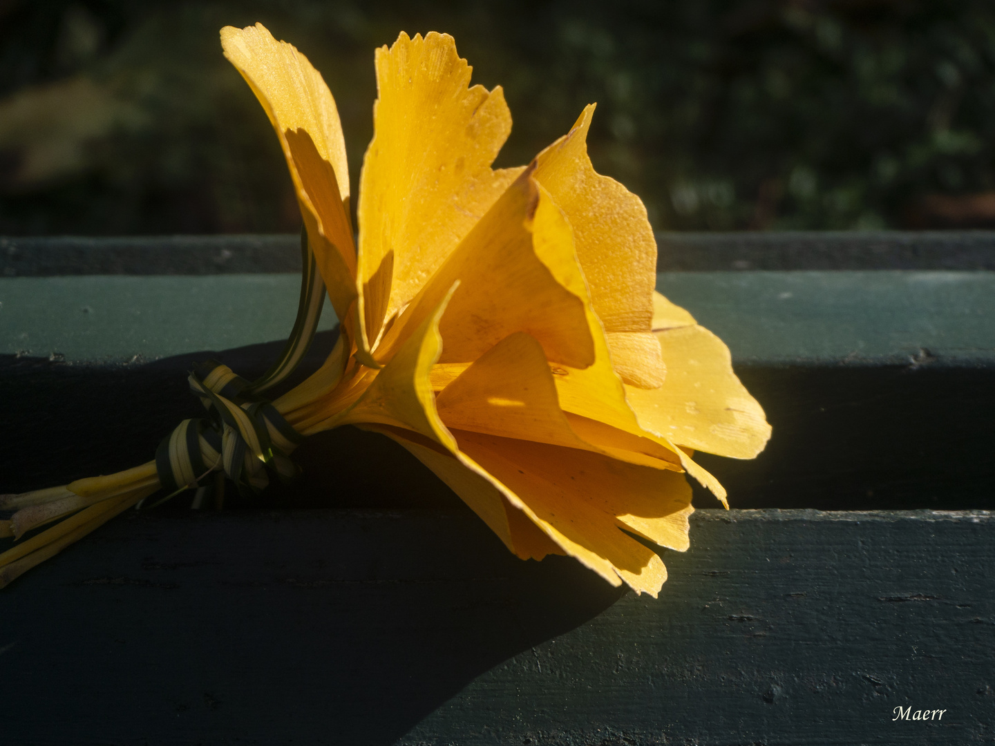 Hojas de Ginkgo Biloba