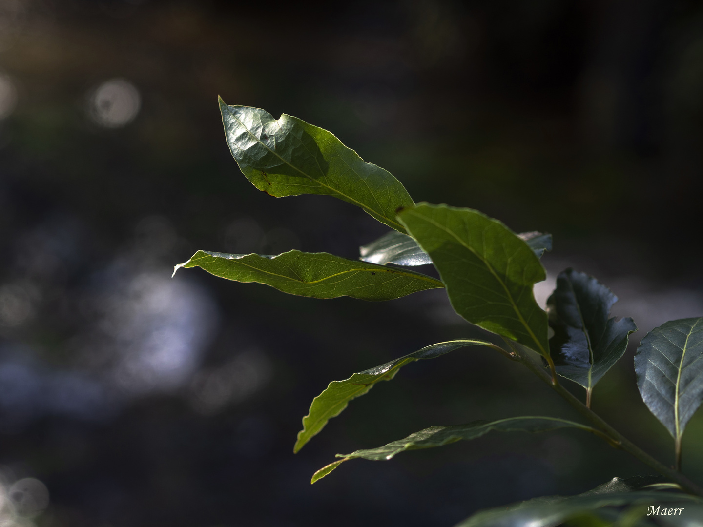 Hojas de laurel.