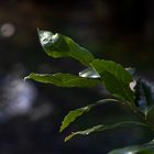 Hojas de laurel.