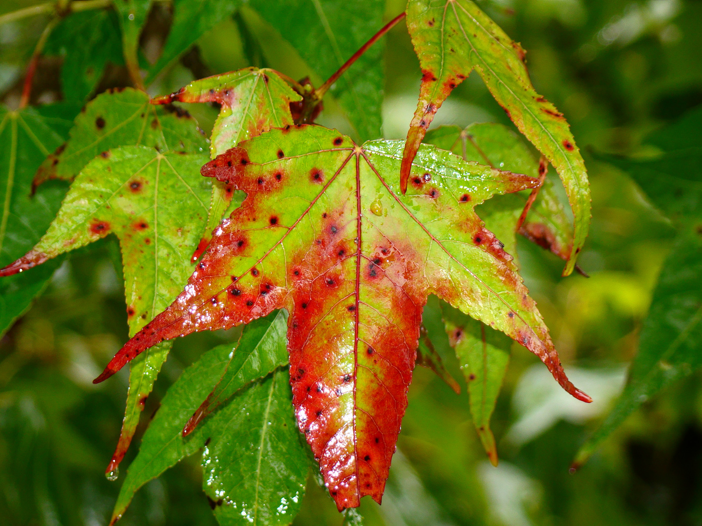 Hojas de Liquidambar