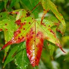 Hojas de Liquidambar