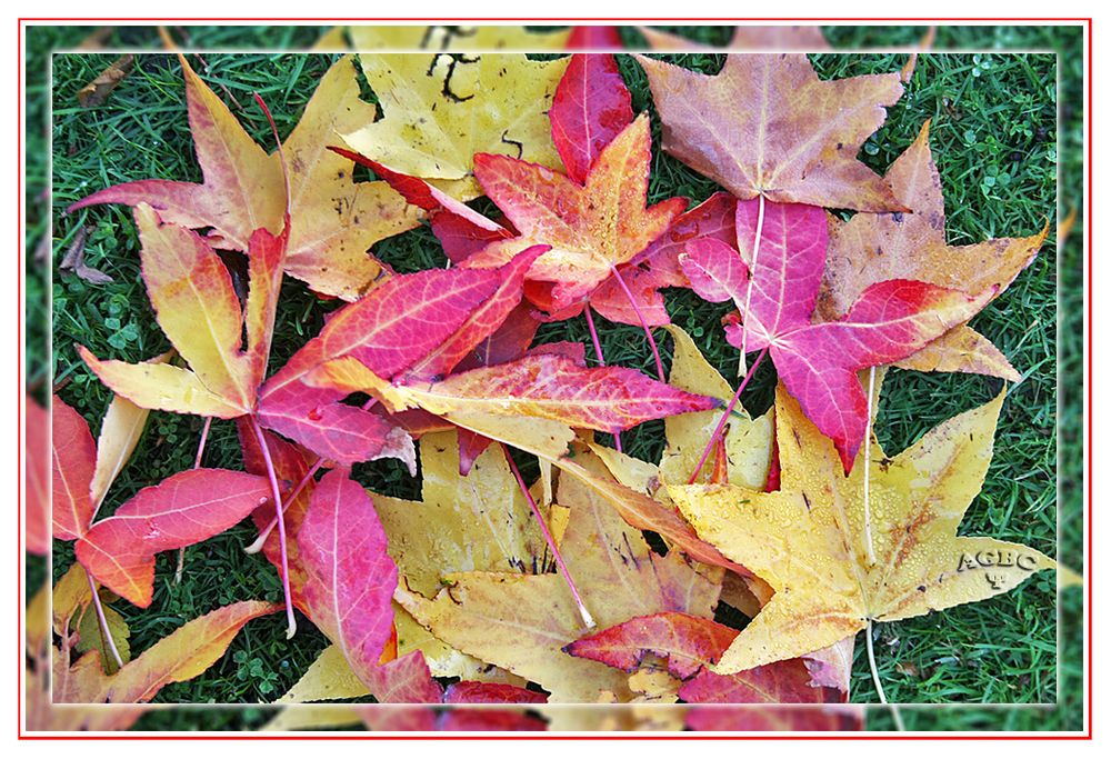 Hojas de Liquidambar caidas tipicas del otoño