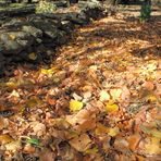 Hojas de Otoño