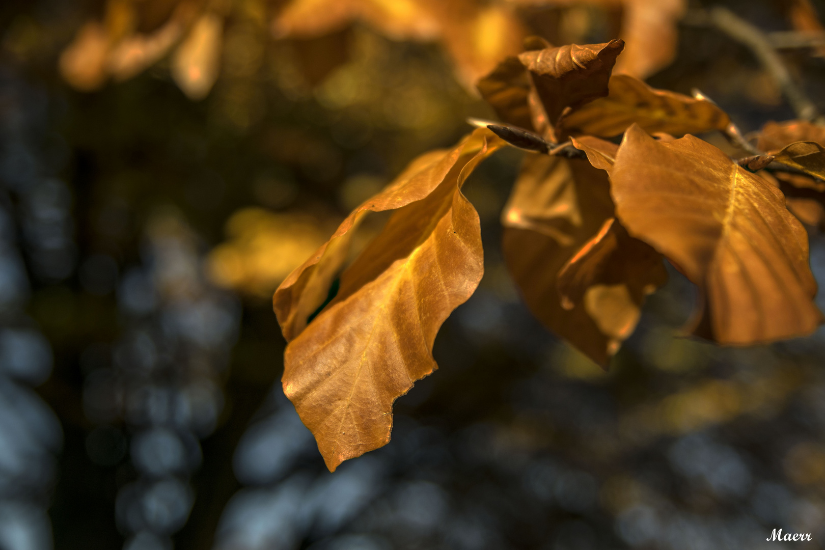 Hojas de otoño