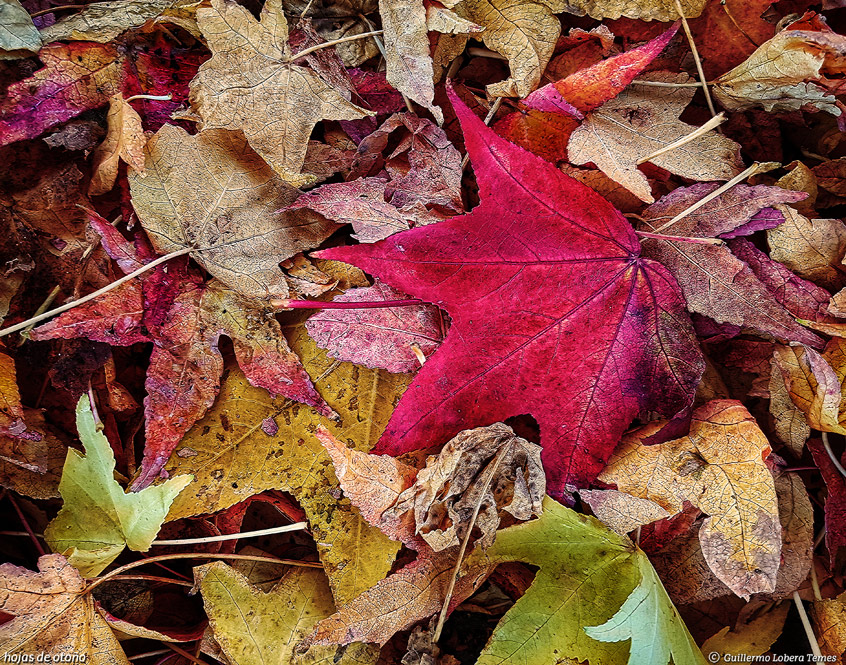 hojas de otoño