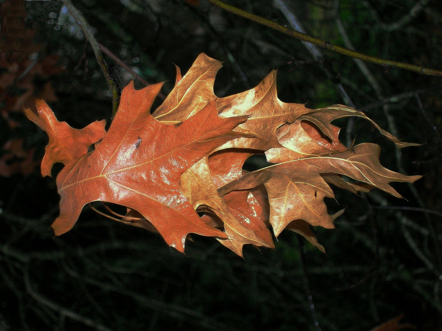 Hojas de otoño