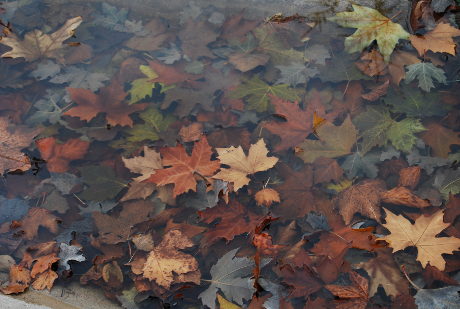 Hojas de otoño en Alhendin (Granada)