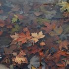 Hojas de otoño en Alhendin (Granada)