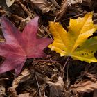 hojas de otoño