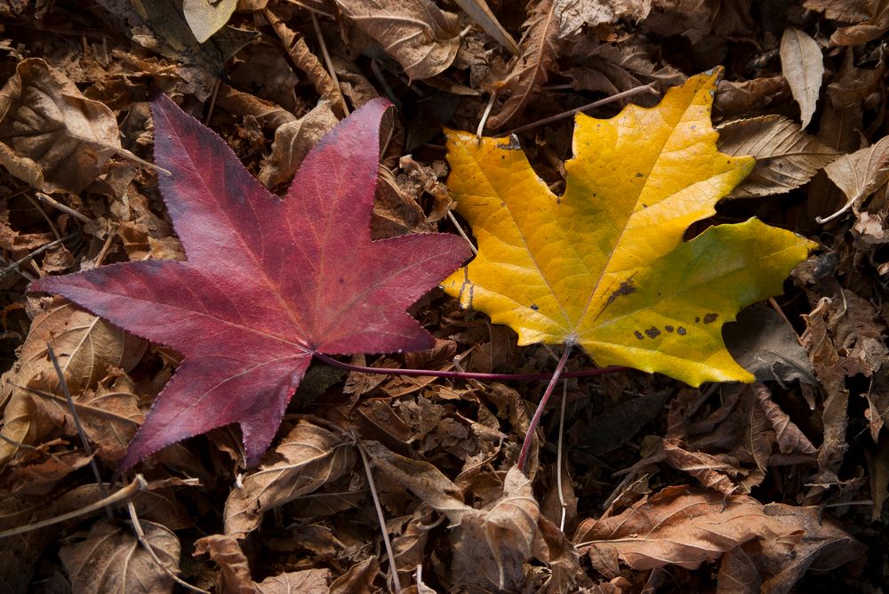 hojas de otoño von pachi vargas 