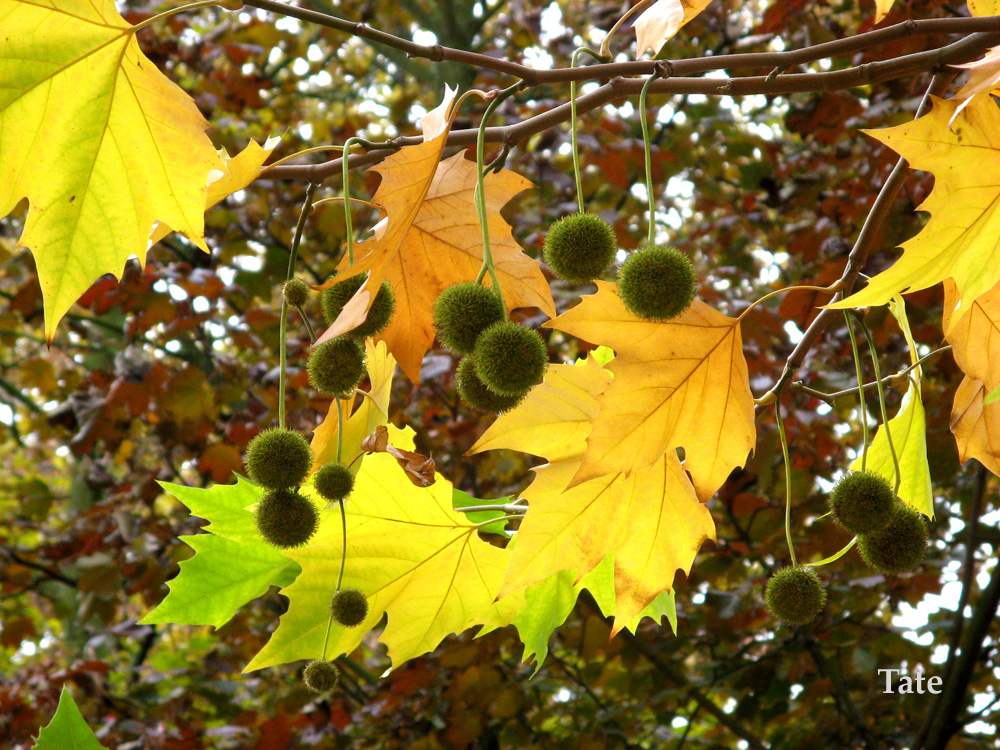 Hojas de otoño II