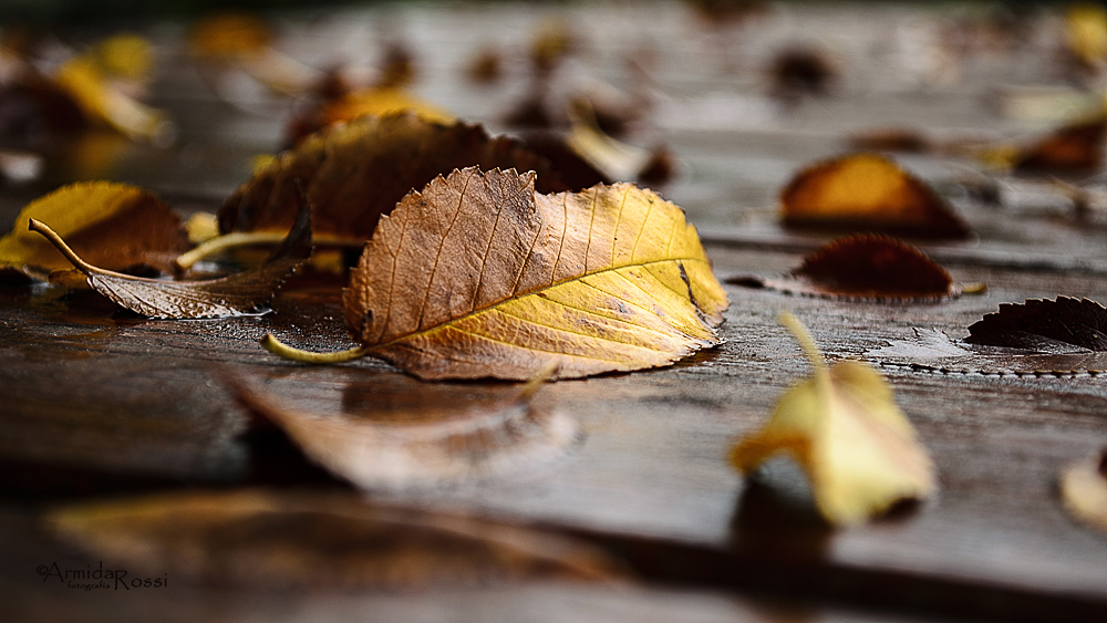 Hojas de otoño sobre el recuerdo