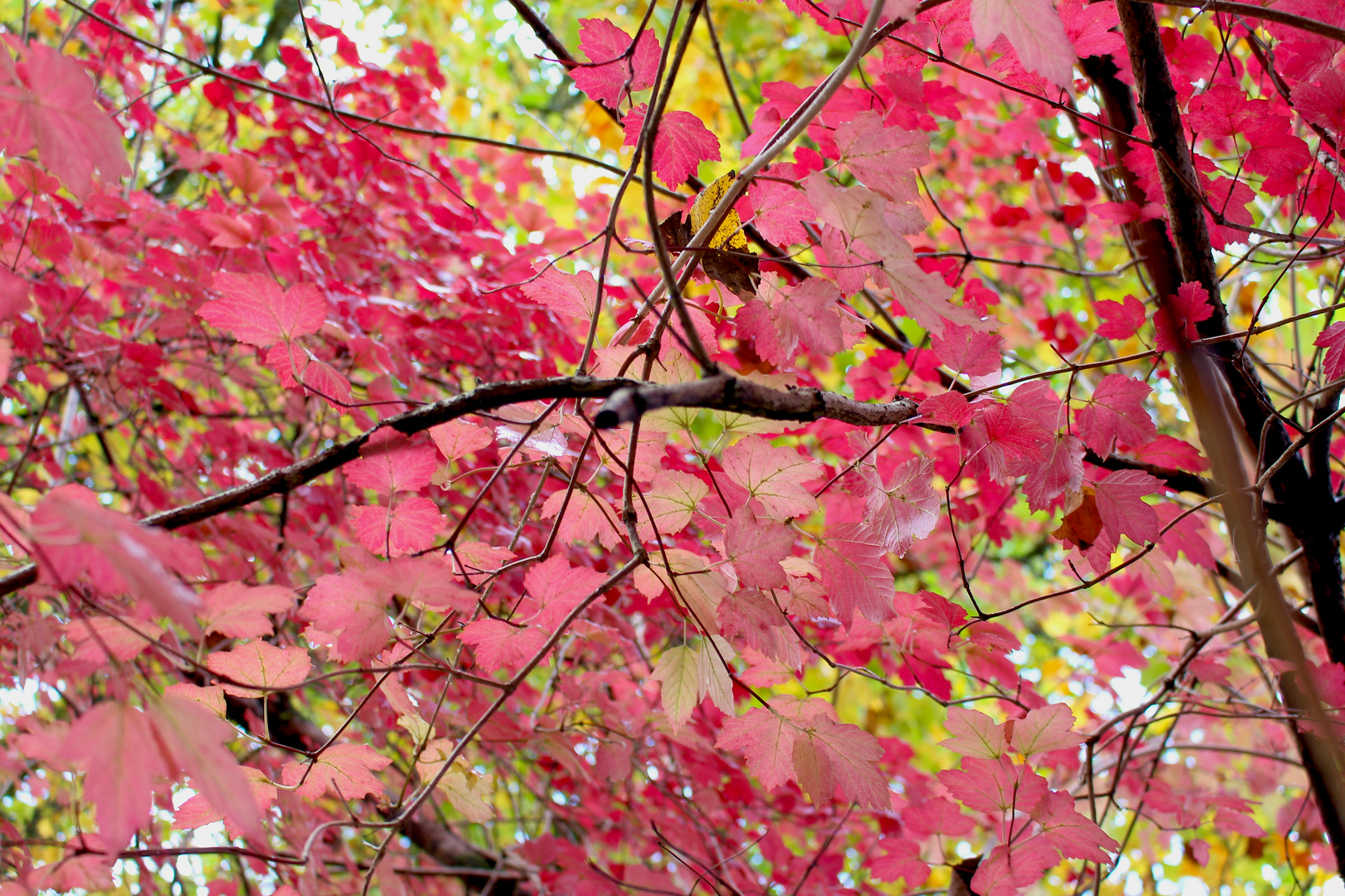 Hojas de Otoño Sur 2