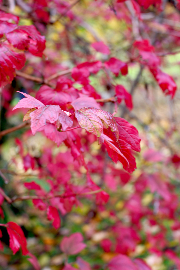 Hojas de Otoño Sur