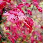 Hojas de Otoño Sur