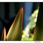 hojas de palmera 1