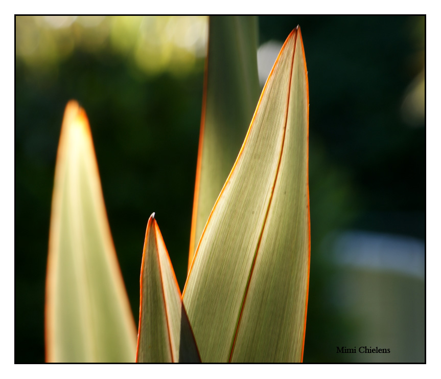 hojas de palmera 2