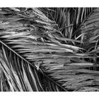 Hojas De Palmera