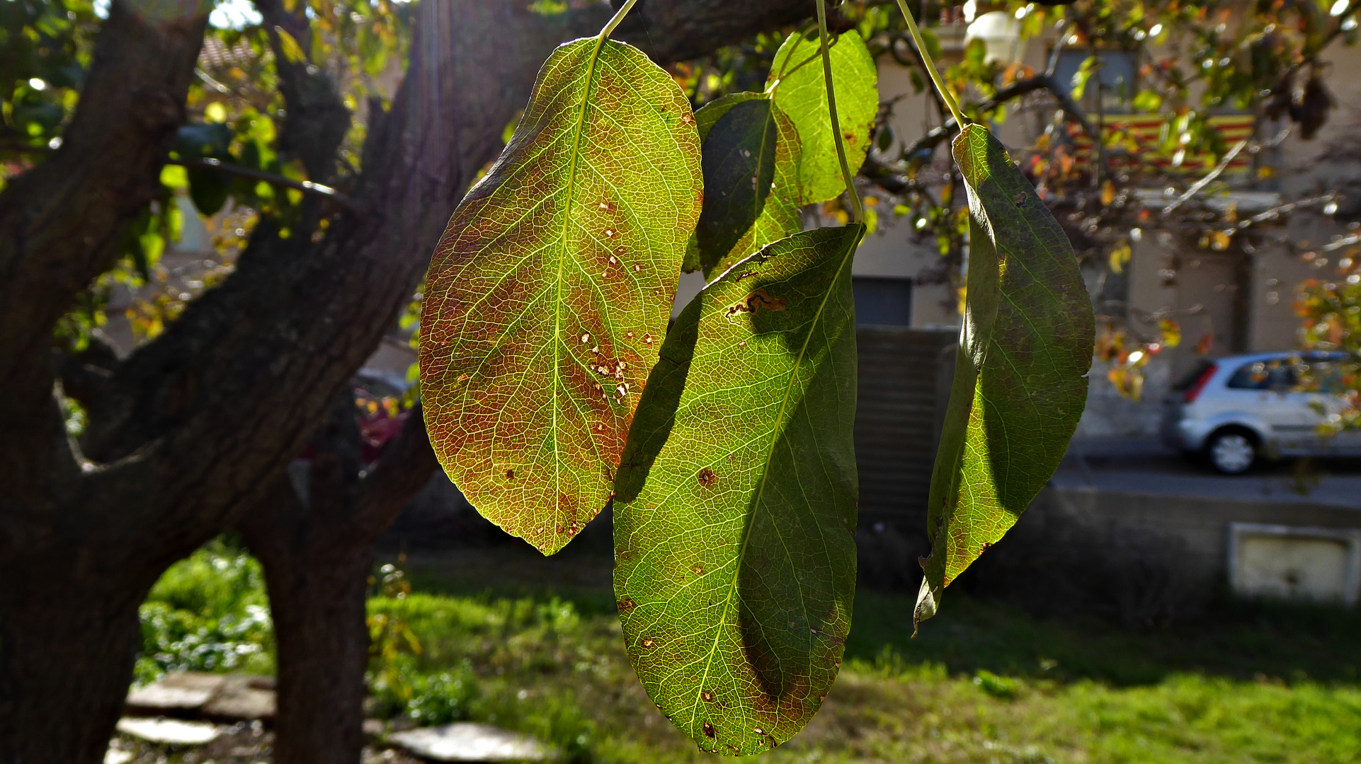 Hojas de peral