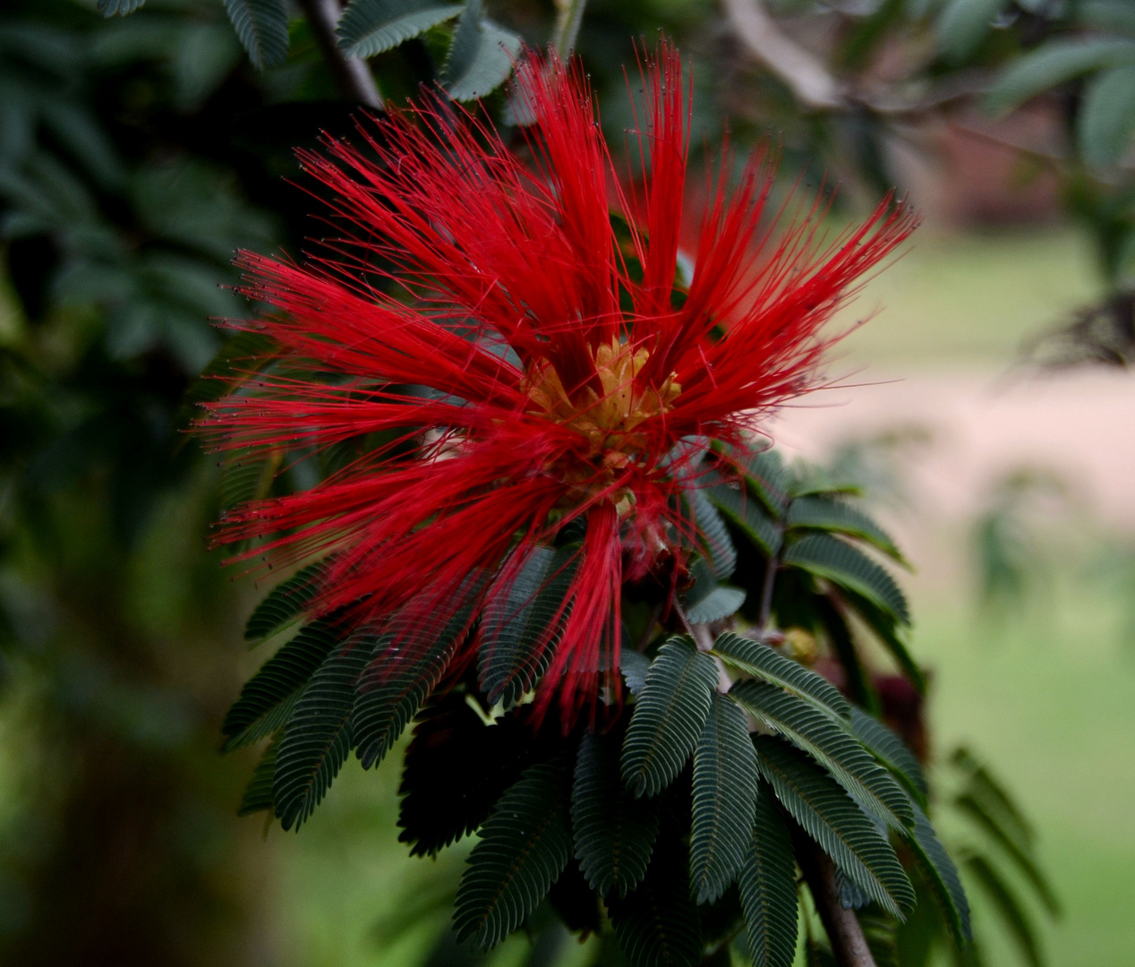 hojas de pluma