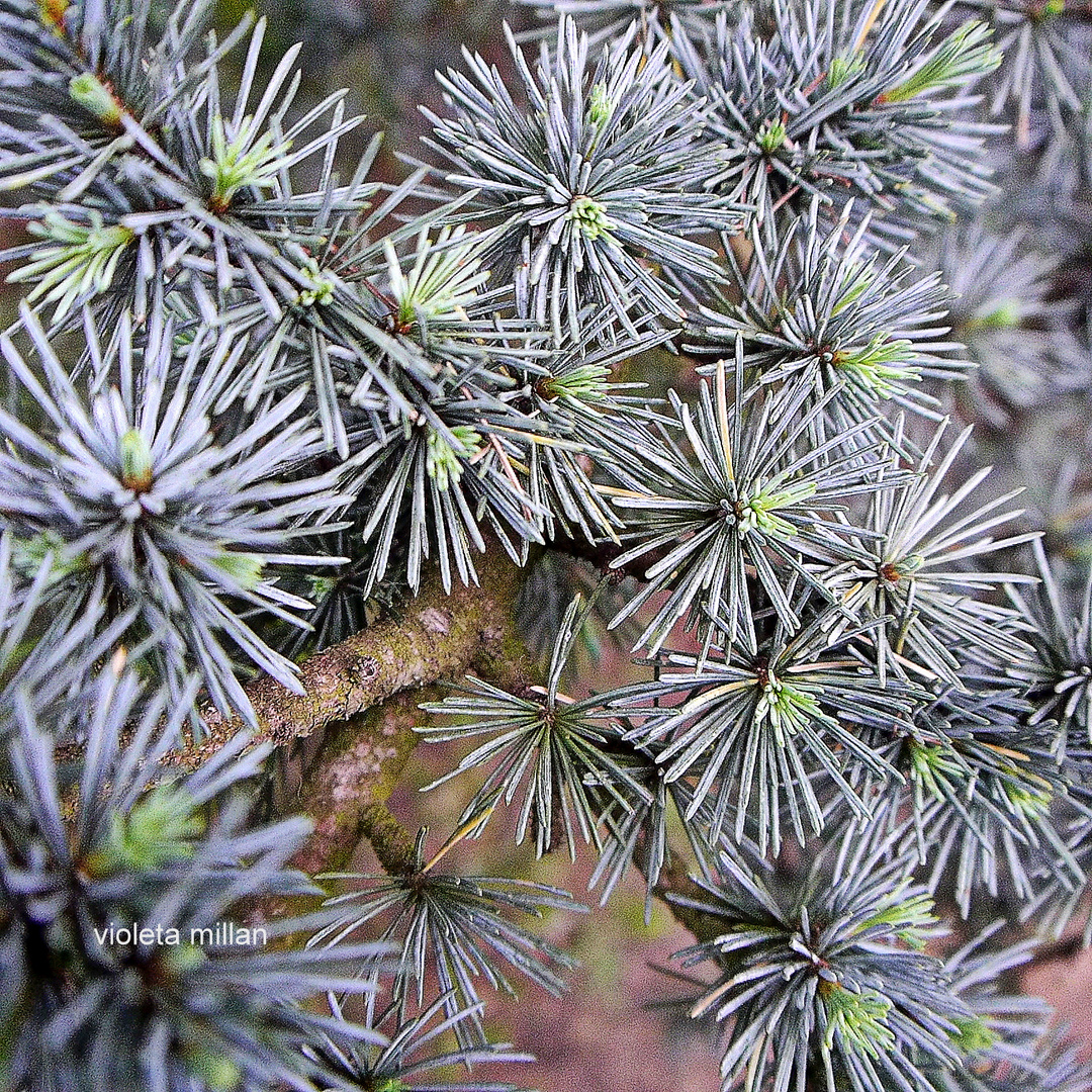 hojas de un pino