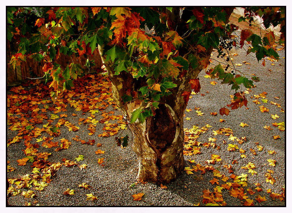 hojas del árbol caidas...