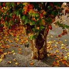 hojas del árbol caidas...