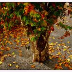 hojas del árbol caidas...