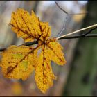 Hojas en otoño 2