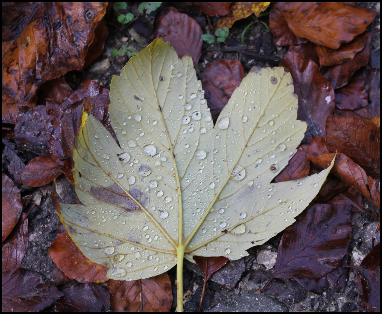 Hojas en otoño