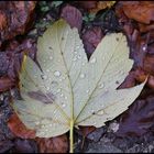 Hojas en otoño