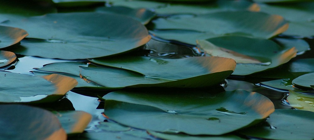 Hojas im Teich