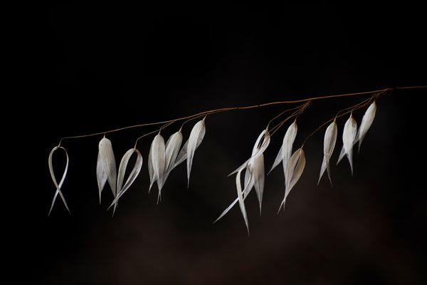 Hojas secas en verano