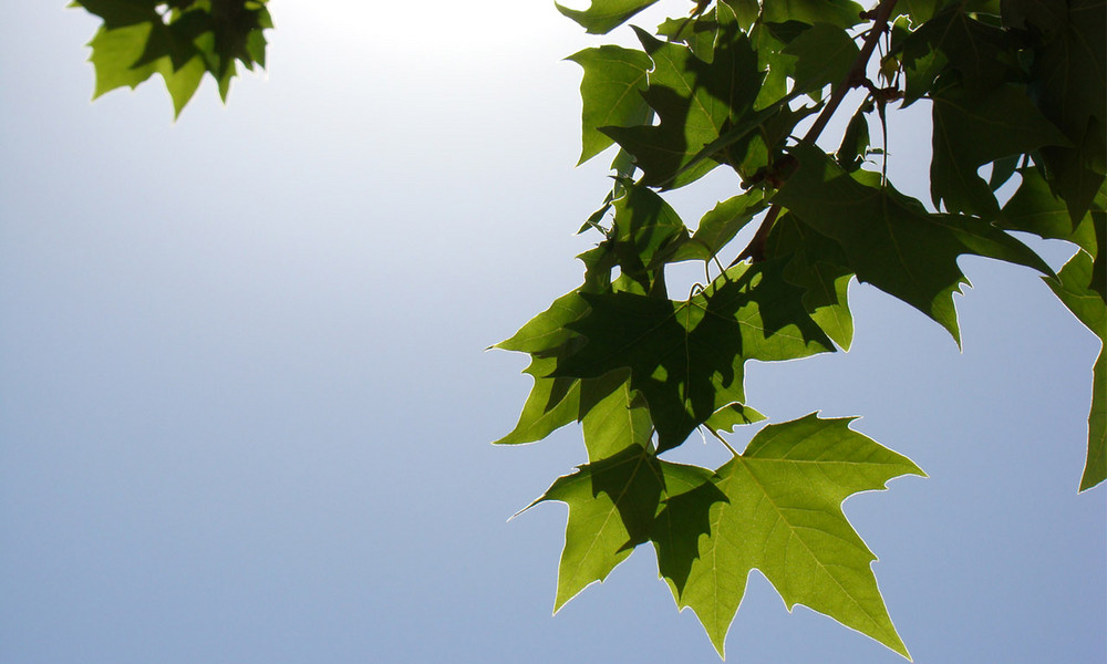 Hojas verdes