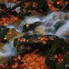 Hojas y agua